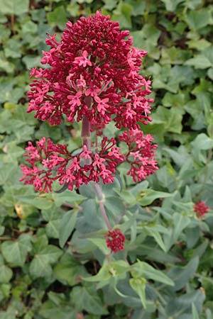 Centranthus ruber subsp. ruber / Red Valerian, D Ludwigshafen 1.5.2022