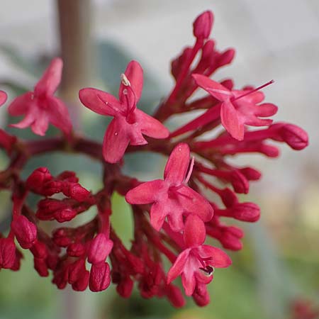 Centranthus ruber subsp. ruber \ Rote Spornblume, D Ludwigshafen 1.5.2022