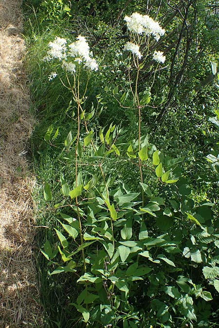 Clematis recta \ Aufrechte Waldrebe, D Thüringen, Kölleda 15.6.2023