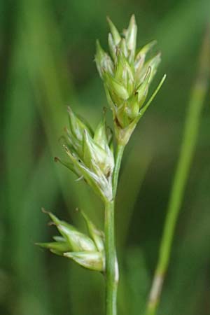 Carex remota \ Winkel-Segge, D Rhön, Gersfeld 22.6.2023