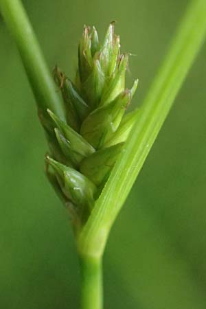 Carex remota \ Winkel-Segge / Remote Sedge, D Rhön, Gersfeld 22.6.2023