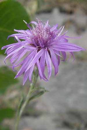 Centaurea stoebe \ Rispen-Flockenblume, D Ludwigshafen 12.7.2010