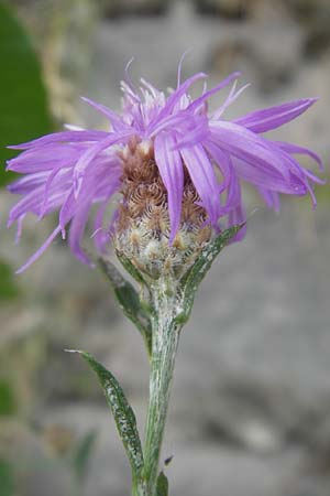 Centaurea stoebe \ Rispen-Flockenblume, D Ludwigshafen 12.7.2010