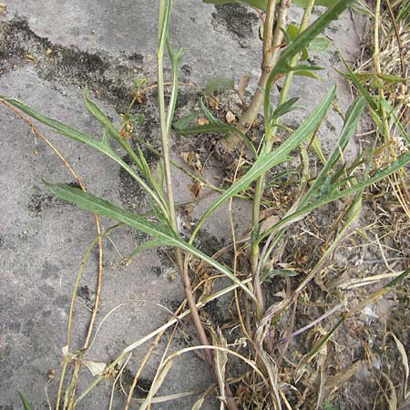 Centaurea stoebe \ Rispen-Flockenblume / Panicled Knapweed, D Ludwigshafen 12.7.2010