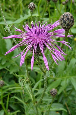 Centaurea scabiosa \ Skabiosen-Flockenblume, D Hechingen 20.6.2015