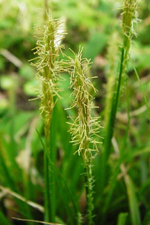 Carex sylvatica \ Wald-Segge / Wood Sedge, D Gernsheim 17.4.2015