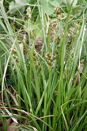 Carex spicata \ Stachel-Segge, Korkfrchtige Segge / Spicate Sedge, Prickly Sedge, D Langgöns 25.4.2015