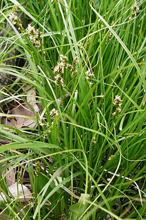 Carex spicata \ Stachel-Segge, Korkfrchtige Segge, D Langgöns 25.4.2015