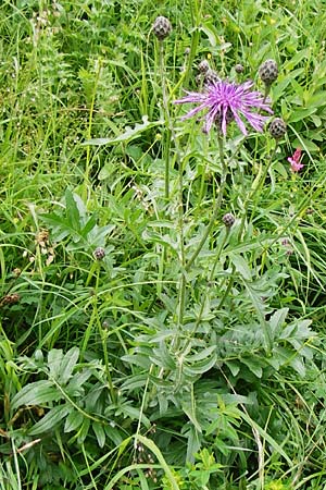 Centaurea scabiosa / Greater Knapweed, D Hechingen 20.6.2015