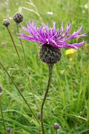 Centaurea scabiosa / Greater Knapweed, D Hechingen 20.6.2015