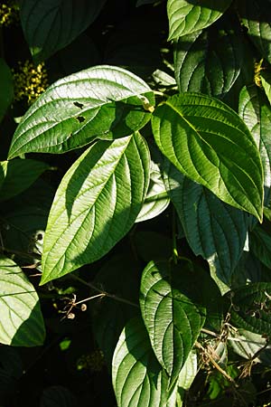 Cornus sericea \ Seidiger Hartriegel / Red Osier Dogwood, D Mannheim 1.7.2015