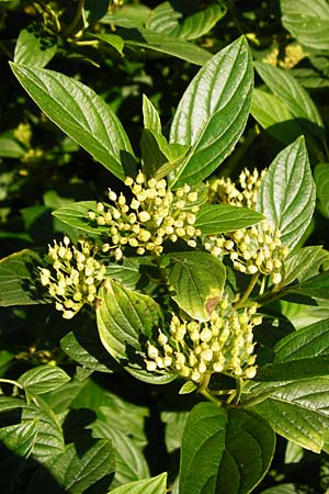 Cornus sericea / Red Osier Dogwood, D Mannheim 1.7.2015