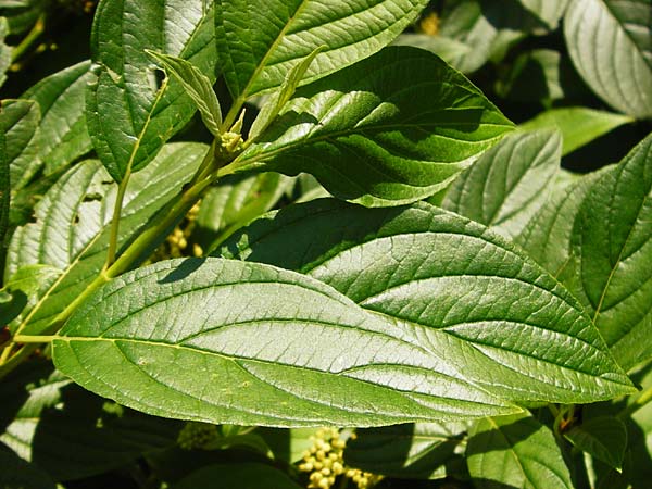 Cornus sericea \ Seidiger Hartriegel / Red Osier Dogwood, D Mannheim 1.7.2015