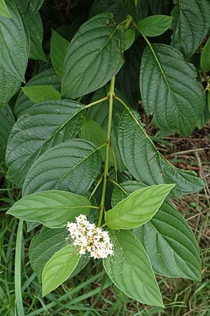 Cornus sericea \ Seidiger Hartriegel / Red Osier Dogwood, D Mannheim 18.8.2015