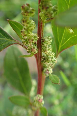 Chenopodium striatiforme / False Striped Goosefoot, D Mannheim 29.9.2015