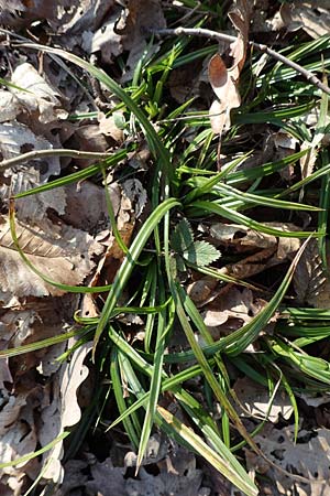 Carex sylvatica \ Wald-Segge / Wood Sedge, D Östringen-Eichelberg 18.3.2016