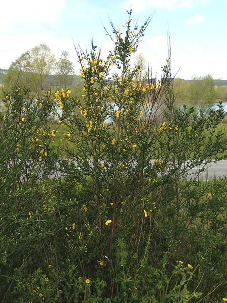 Cytisus striatus \ Gesteifter Besen-Ginster, D Großwallstadt am Main 28.4.2016