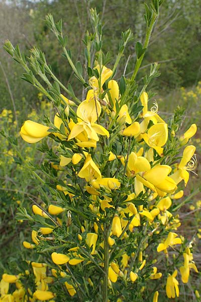 Cytisus striatus \ Gesteifter Besen-Ginster, D Großwallstadt am Main 28.4.2016