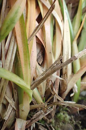 Carex spicata \ Stachel-Segge, Korkfrchtige Segge / Spicate Sedge, Prickly Sedge, D Schriesheim 14.5.2016