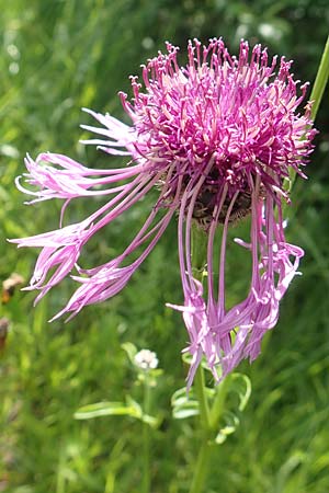 Centaurea scabiosa \ Skabiosen-Flockenblume / Greater Knapweed, D Pfronten 28.6.2016