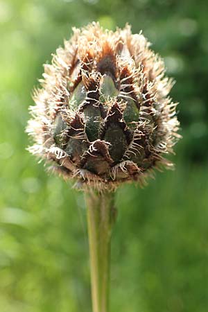 Centaurea scabiosa \ Skabiosen-Flockenblume, D Pfronten 28.6.2016