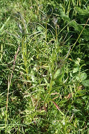 Campanula scheuchzeri \ Scheuchzers Glockenblume / Scheuchzer's Bellflower, D Schwarzwald/Black-Forest, Feldberg 10.7.2016