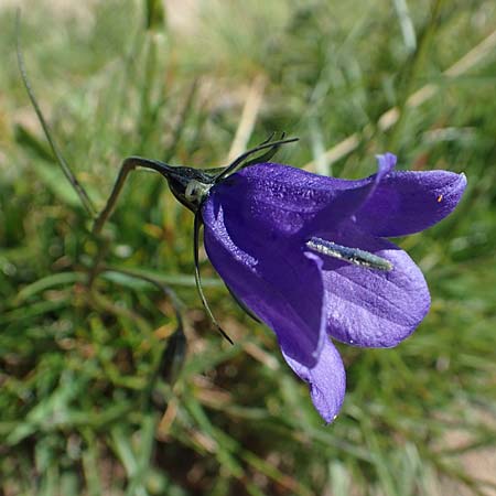 Campanula scheuchzeri \ Scheuchzers Glockenblume / Scheuchzer's Bellflower, D Schwarzwald/Black-Forest, Feldberg 10.7.2016