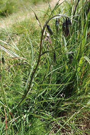 Campanula scheuchzeri \ Scheuchzers Glockenblume, D Schwarzwald, Feldberg 10.7.2016