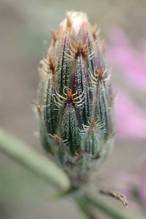 Centaurea australis \ Kleinkpfige Flockenblume, D Lorsch 21.9.2016