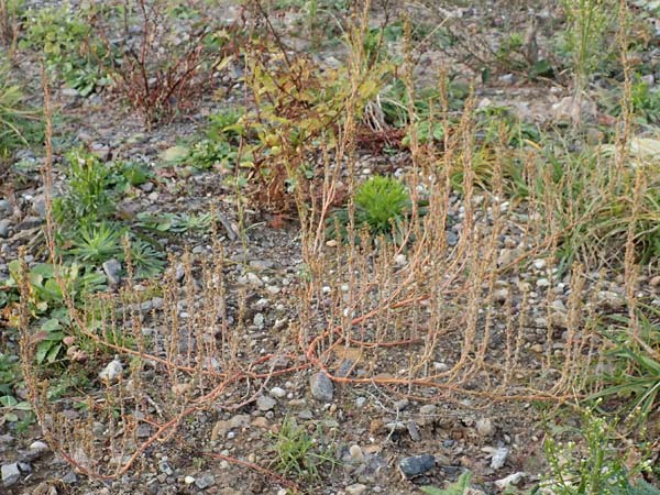 Chenopodium striatiforme \ Kleinblttriger Gnsefu / False Striped Goosefoot, D Hassloch 1.11.2016