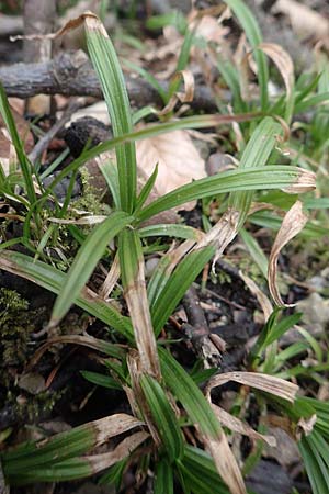 Carex strigosa \ Dnnhrige Segge / Thin-Spiked Wood Sedge, D Heidelberg 17.3.2017