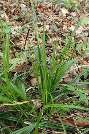 Carex sylvatica \ Wald-Segge / Wood Sedge, D Kleinwallstadt am Main 8.4.2017