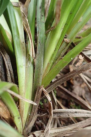 Carex sylvatica \ Wald-Segge / Wood Sedge, D Kleinwallstadt am Main 8.4.2017