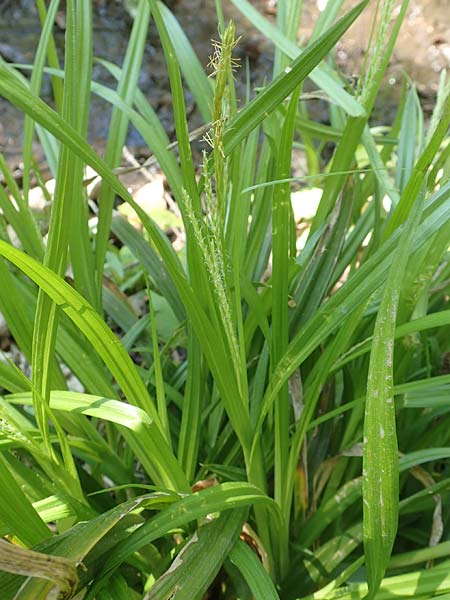 Carex strigosa \ Dnnhrige Segge / Thin-Spiked Wood Sedge, D Heidelberg 29.4.2017