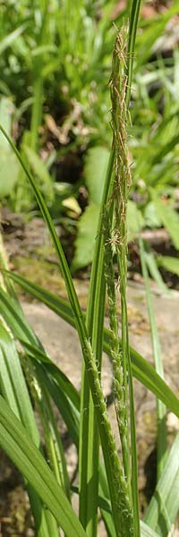 Carex strigosa \ Dnnhrige Segge / Thin-Spiked Wood Sedge, D Heidelberg 29.4.2017