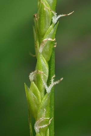 Carex strigosa \ Dnnhrige Segge / Thin-Spiked Wood Sedge, D Heidelberg 29.4.2017