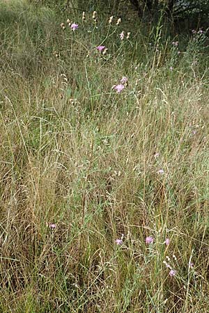 Centaurea australis \ Kleinkpfige Flockenblume / Southern Spotted Knapweed, D Ingelheim 11.7.2017