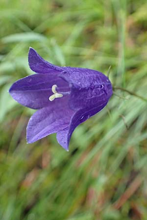 Campanula scheuchzeri \ Scheuchzers Glockenblume / Scheuchzer's Bellflower, D Schwarzwald/Black-Forest, Belchen 22.7.2017