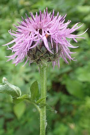 Centaurea scabiosa \ Skabiosen-Flockenblume / Greater Knapweed, D Köln-Zündorf 23.5.2018