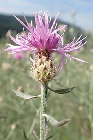 Centaurea stoebe / Panicled Knapweed, D Kaiserstuhl,  Badberg 25.6.2018