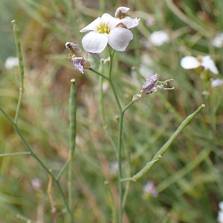 Arabidopsis arenosa \ Sand- / Sand Rock-Cress, D Fridingen 26.6.2018