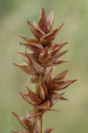 Carex spicata \ Stachel-Segge, Korkfrchtige Segge, D Philippsburg 7.7.2018