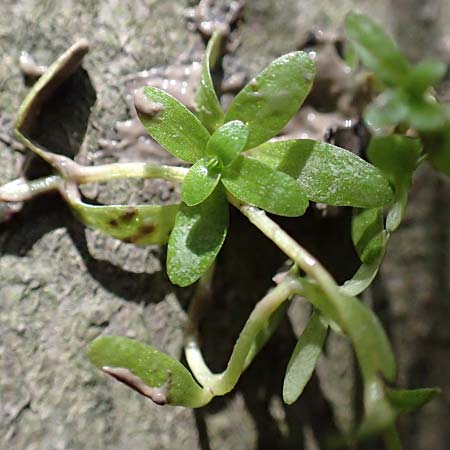 Callitriche stagnalis / Pond Water Starwort, D Sachsenheim-Häfnerhaslach 4.10.2018