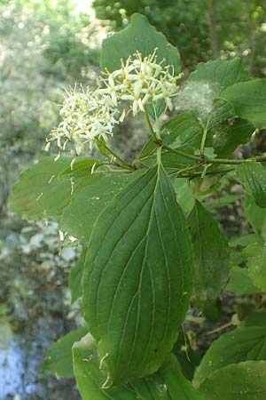 Cornus sanguinea \ Blutroter Hartriegel, Roter Hartriegel / Dogwood, D Mannheim 3.6.2019