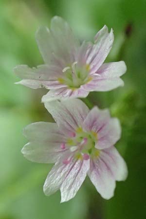 Claytonia sibirica \ Sibirisches Tellerkraut / Indian Lettuce, Pink Purslane, D Schotten 30.7.2019