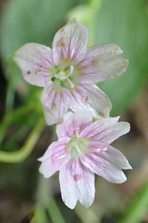 Claytonia sibirica \ Sibirisches Tellerkraut / Indian Lettuce, Pink Purslane, D Schotten 30.7.2019