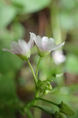 Claytonia sibirica \ Sibirisches Tellerkraut, D Schotten 30.7.2019