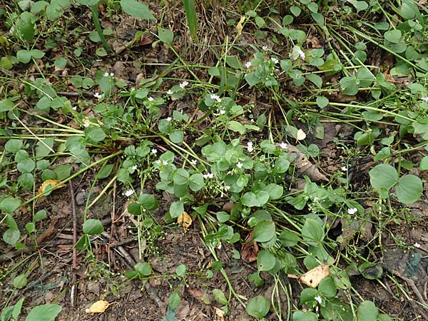 Claytonia sibirica \ Sibirisches Tellerkraut / Indian Lettuce, Pink Purslane, D Schotten 30.7.2019