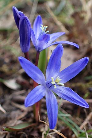 Scilla sardensis \ Sardes-Schneeglanz, Dunkle Sternhyazinthe / Sardes Glory of the Snow, D Ludwigshafen 18.3.2021