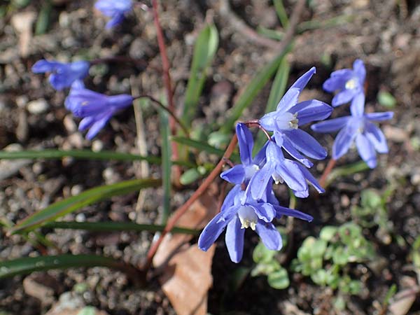 Scilla sardensis \ Sardes-Schneeglanz, Dunkle Sternhyazinthe / Sardes Glory of the Snow, D Ludwigshafen 18.3.2021